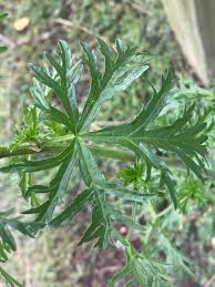 Attēlu rezultāti vaicājumam “Malva moschata leaf”