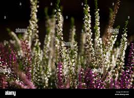 Attēlu rezultāti vaicājumam “Calluna vulgaris bud”