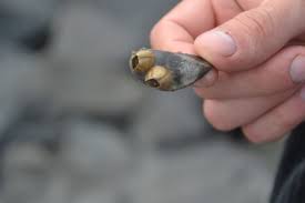 Attēlu rezultāti vaicājumam “Balanus improvisus”