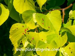 Attēlu rezultāti vaicājumam “Tilia x moltkei leaf”