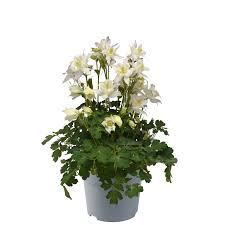 Image result for Aquilegia caerulea