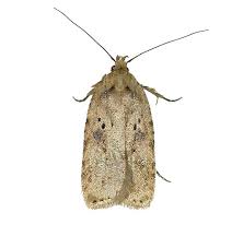 Attēlu rezultāti vaicājumam “Agonopterix aranella”