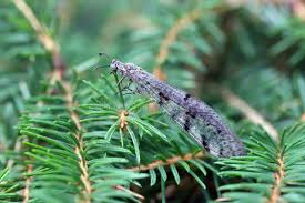 Attēlu rezultāti vaicājumam “Myrmeleontidae imago”