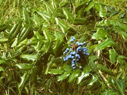 Attēlu rezultāti vaicājumam “Mahonia aquifolium fruit”