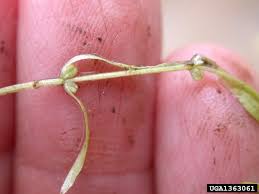 Attēlu rezultāti vaicājumam “Callitriche verna flower”