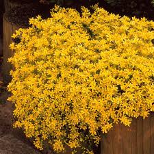 Image result for Mauerpfeffer