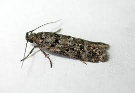 Attēlu rezultāti vaicājumam “Gelechia scotinella”