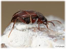 Attēlu rezultāti vaicājumam “Leiodidae”