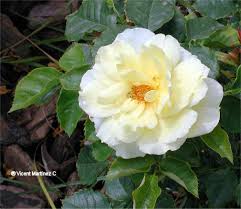 Attēlu rezultāti vaicājumam “Rosaceae”