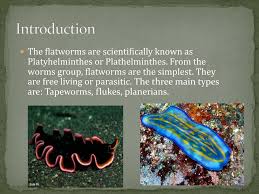 Attēlu rezultāti vaicājumam “Plathelminthes”