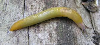 Attēlu rezultāti vaicājumam “Malacolimax tenellus”