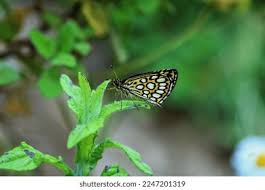 Attēlu rezultāti vaicājumam “Heteropterus morpheus underside”