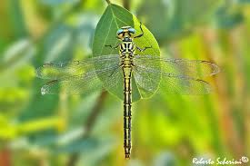 Attēlu rezultāti vaicājumam “Gomphus flavipes”