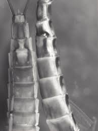 Attēlu rezultāti vaicājumam “Siphlonurus male”