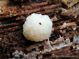 Attēlu rezultāti vaicājumam “Heterotrichia obvelata (syn. Arcyria obvelata)”