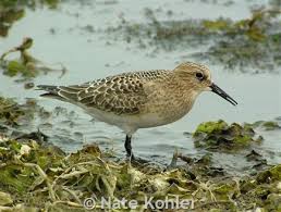 Image result for Calidris bairdii