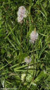 Attēlu rezultāti vaicājumam “Plantago media flower”