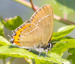 Attēlu rezultāti vaicājumam “Satyrium pruni”
