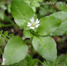 Attēlu rezultāti vaicājumam “Stellaria alsine”