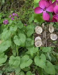 Attēlu rezultāti vaicājumam “Lunaria annua leaf”