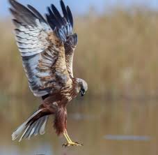 Attēlu rezultāti vaicājumam “Circus aeruginosus adult”