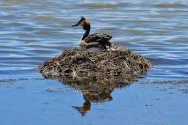 Attēlu rezultāti vaicājumam “Podiceps cristatus nest”