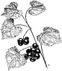 Attēlu rezultāti vaicājumam “Adoxus obscurus”