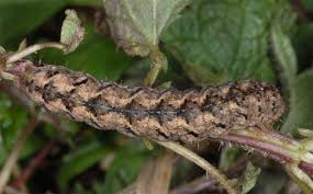 Attēlu rezultāti vaicājumam “Polia nebulosa”