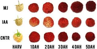 Attēlu rezultāti vaicājumam “Rubus idaeus fruit”