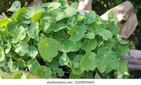 Attēlu rezultāti vaicājumam “Tropaeolum majus leaf”