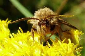 Attēlu rezultāti vaicājumam “Cerapteryx graminis”