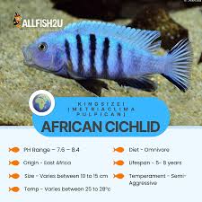 Risultati immagini per cynotilapia pulpican