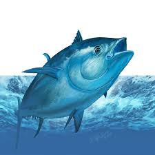 Image result for Thunnus thynnus