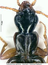 Attēlu rezultāti vaicājumam “Calodromius spilotus”