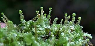 Attēlu rezultāti vaicājumam “Calypogeia integristipula”