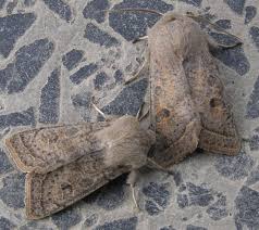 Attēlu rezultāti vaicājumam “Orthosia sp.”