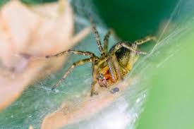 Attēlu rezultāti vaicājumam “Agelena labyrinthica”