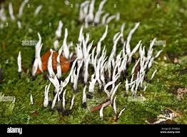 Attēlu rezultāti vaicājumam “Xylaria hypoxylon”