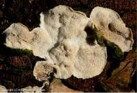 Attēlu rezultāti vaicājumam “Skeletocutis carneogrisea”