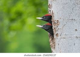 Attēlu rezultāti vaicājumam “Dryocopus martius nest”