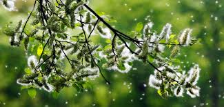 Image result for 春粒