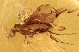 Attēlu rezultāti vaicājumam “Sylvicola sp.”