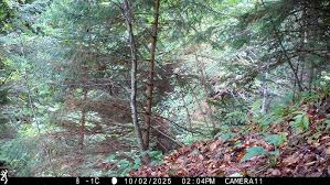 Attēlu rezultāti vaicājumam “Tetrastes bonasia eggs”