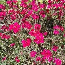 Attēlu rezultāti vaicājumam “Dianthus deltoides”