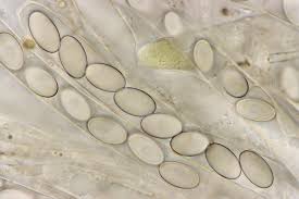 Attēlu rezultāti vaicājumam “Peziza flavida”