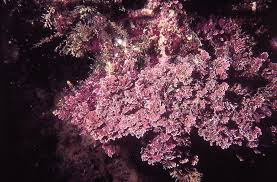 Attēlu rezultāti vaicājumam “Dienerella elongata”