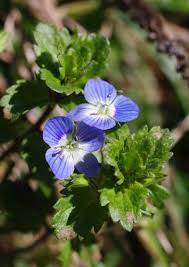 Attēlu rezultāti vaicājumam “Veronica persica”