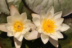 Attēlu rezultāti vaicājumam “Nymphaea candida”