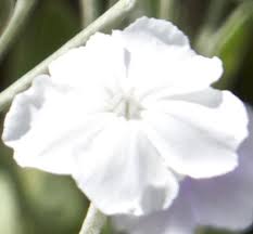 Image result for Lychnis coronaria alba