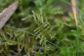 Attēlu rezultāti vaicājumam “Eurhynchium praelongum”